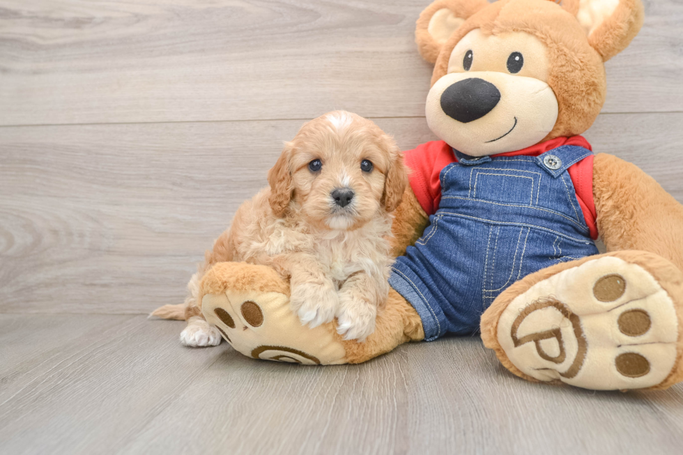 Little Cavipoo Poodle Mix Puppy