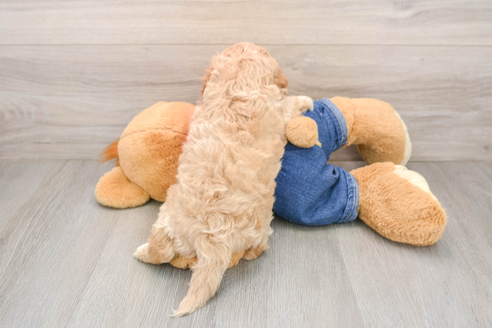 Cavapoo Pup Being Cute