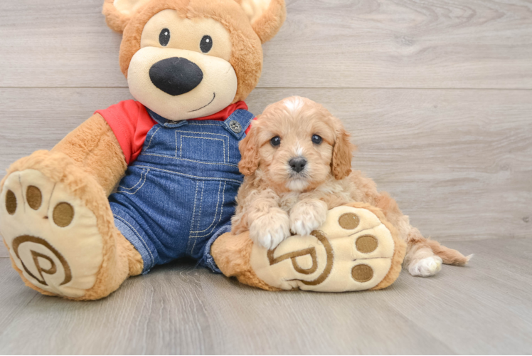 Cavapoo Pup Being Cute