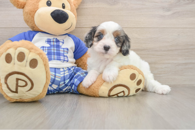 Best Cavapoo Baby