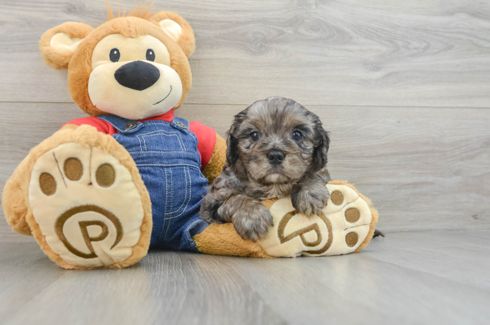 6 week old Cavapoo Puppy For Sale - Windy City Pups