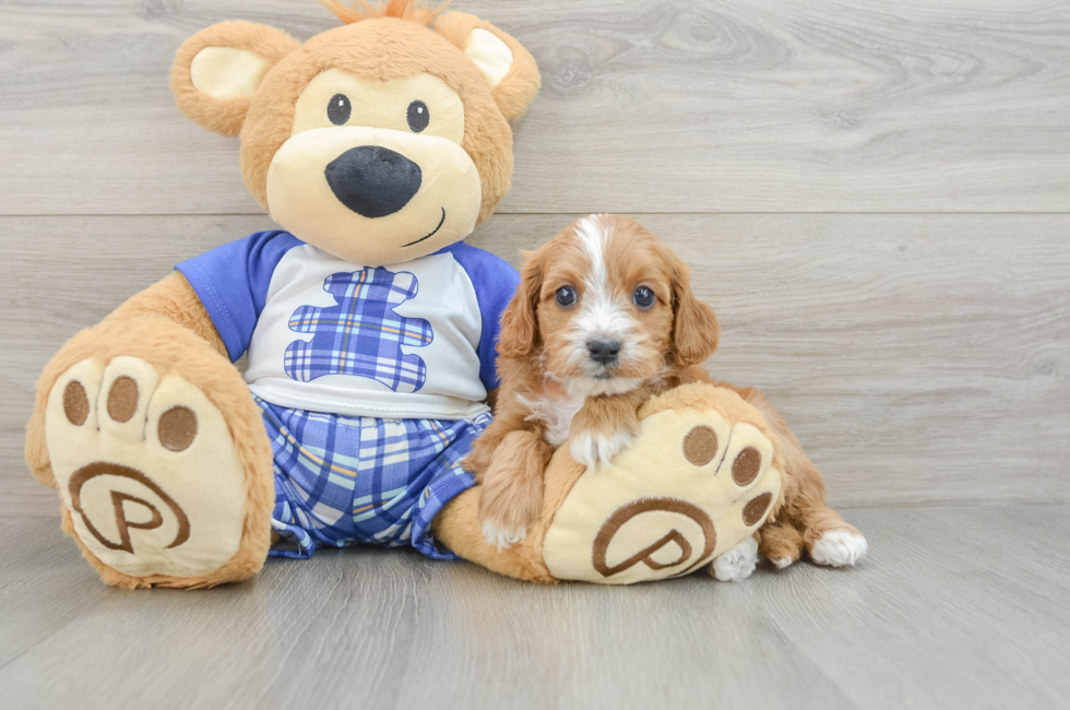 7 week old Cavapoo Puppy For Sale - Windy City Pups