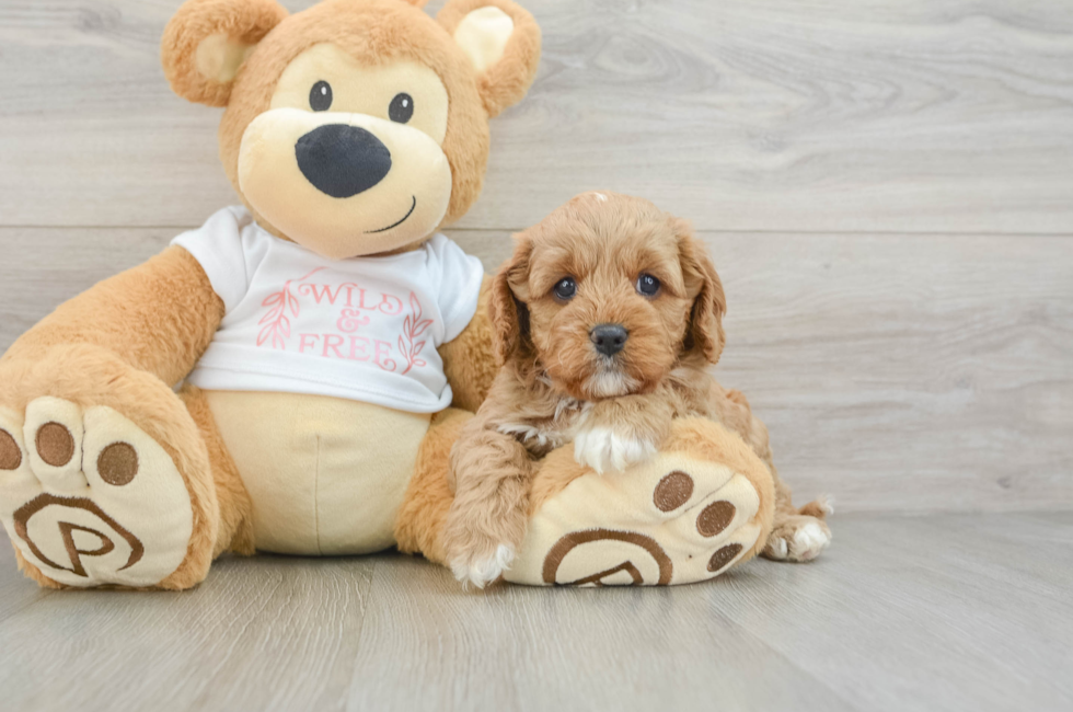 7 week old Cavapoo Puppy For Sale - Windy City Pups