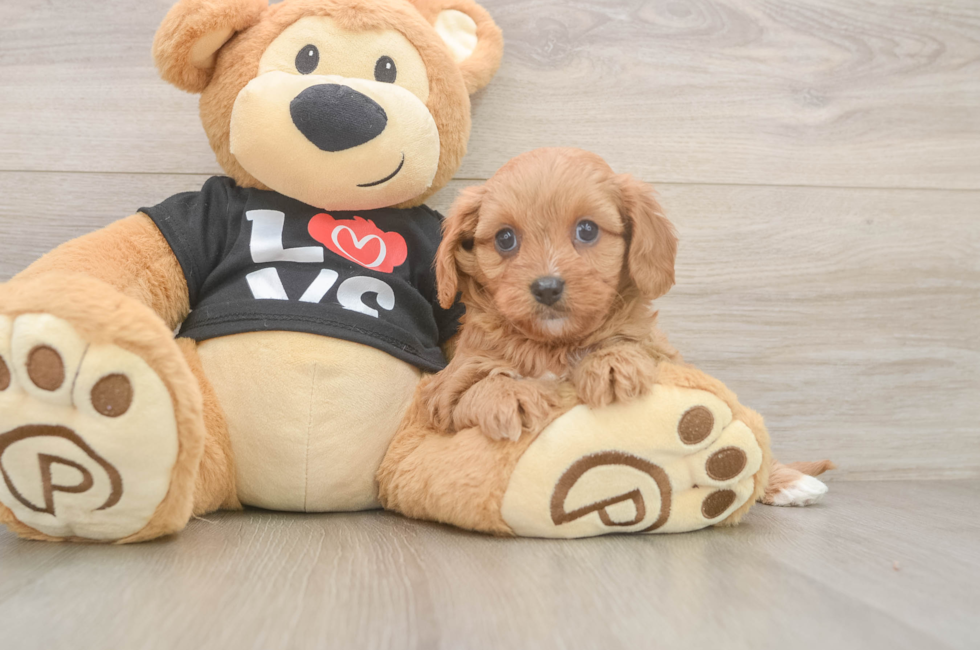 6 week old Cavapoo Puppy For Sale - Windy City Pups