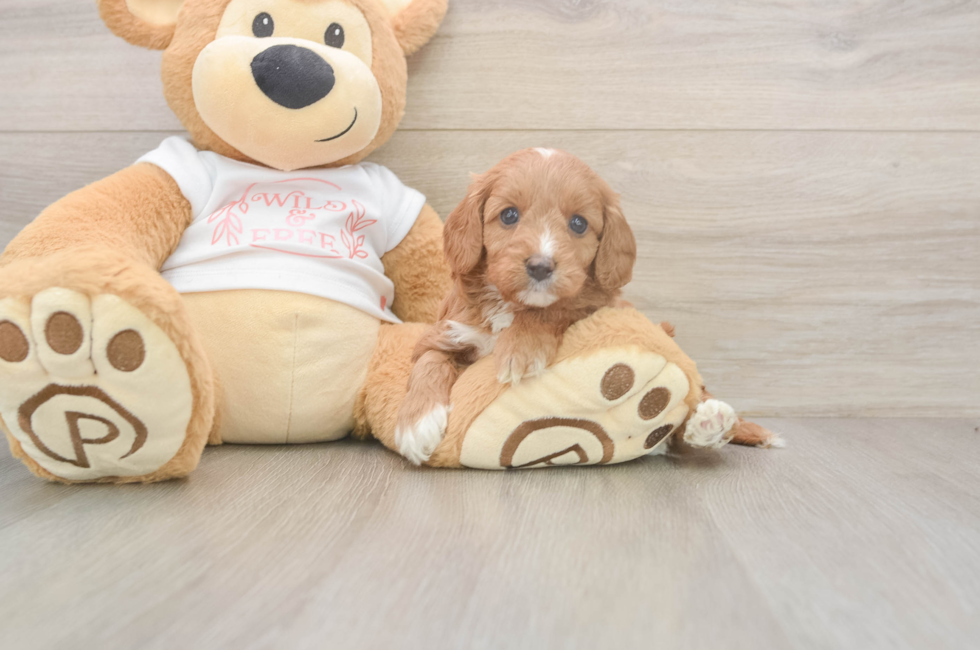 5 week old Cavapoo Puppy For Sale - Windy City Pups