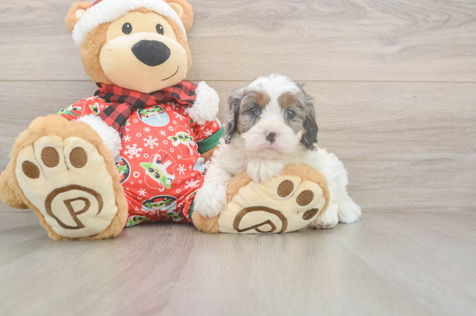 5 week old Cavapoo Puppy For Sale - Windy City Pups