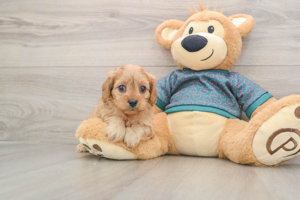 Small Cavapoo Baby
