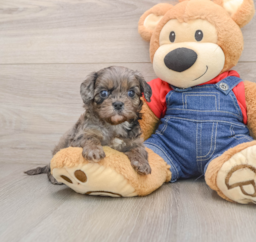 7 week old Cavapoo Puppy For Sale - Windy City Pups