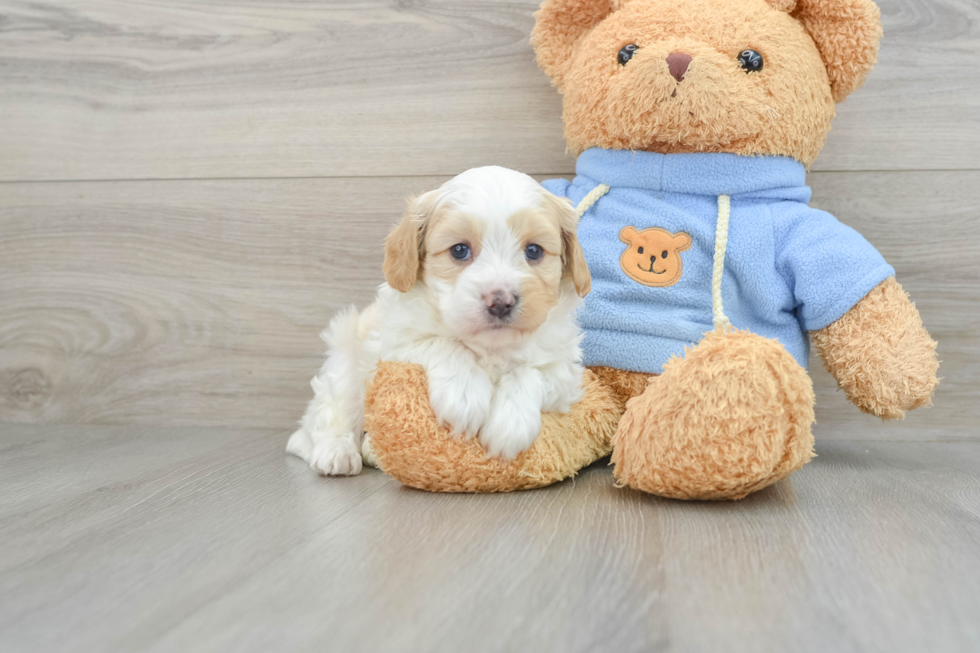 Cavapoo Puppy for Adoption