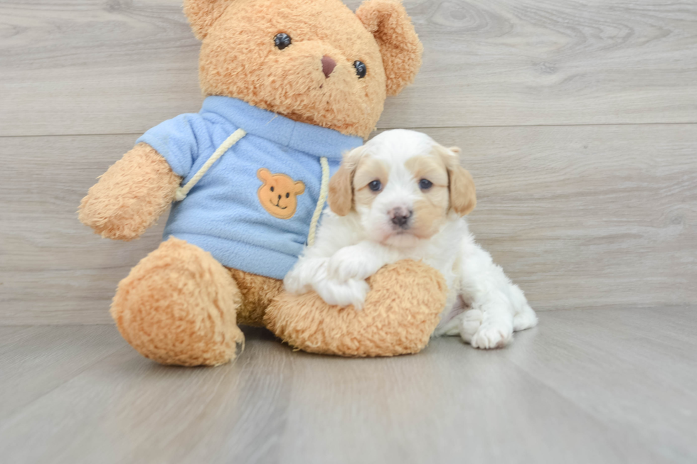 Cavapoo Puppy for Adoption