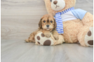 Best Cavapoo Baby