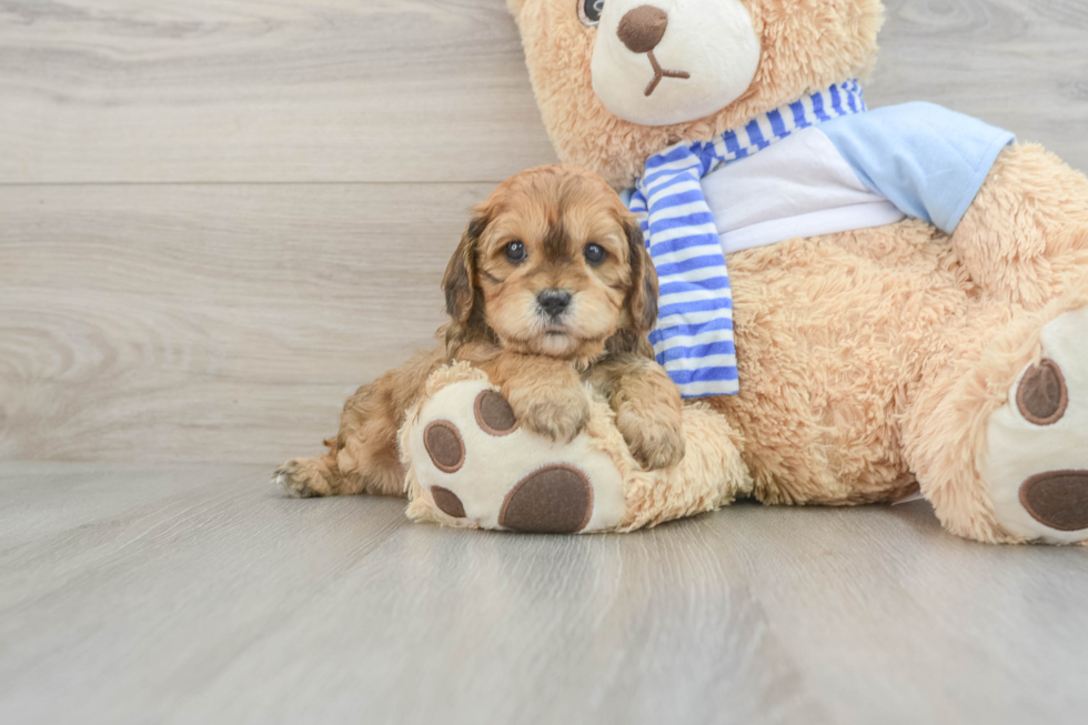 Best Cavapoo Baby