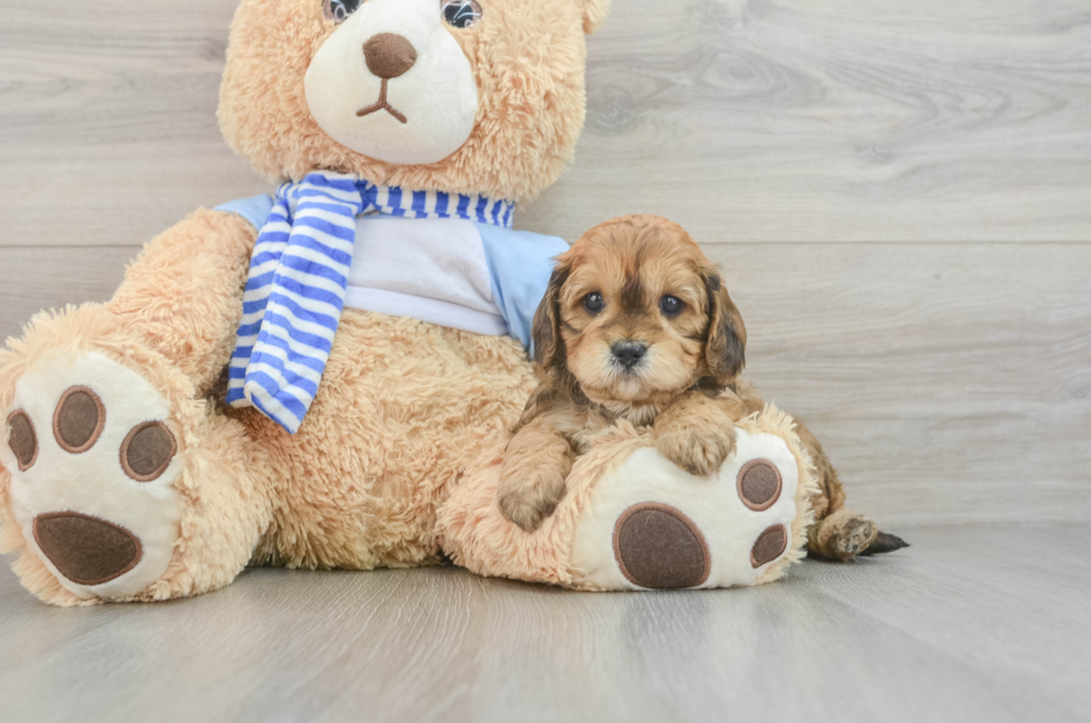 5 week old Cavapoo Puppy For Sale - Windy City Pups