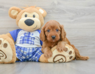 8 week old Cavapoo Puppy For Sale - Windy City Pups