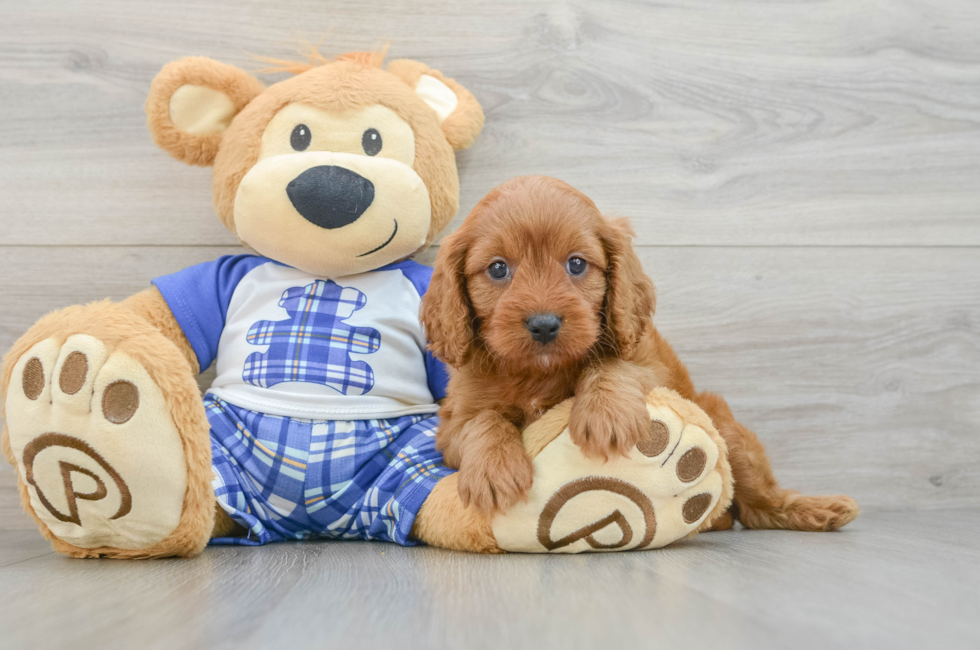 6 week old Cavapoo Puppy For Sale - Windy City Pups