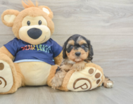 8 week old Cavapoo Puppy For Sale - Windy City Pups