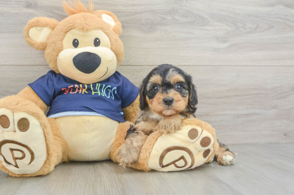 6 week old Cavapoo Puppy For Sale - Windy City Pups
