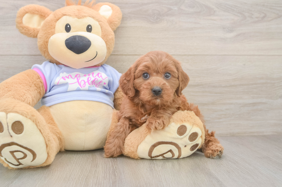 7 week old Cavapoo Puppy For Sale - Windy City Pups