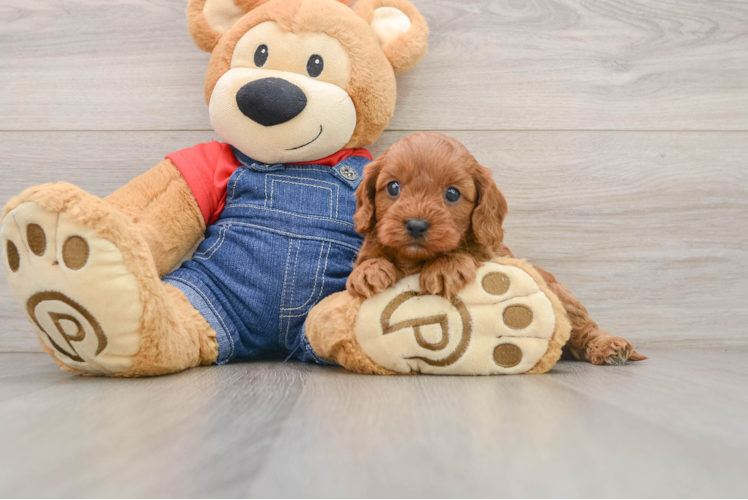Cavapoo Puppy for Adoption