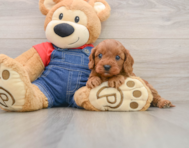 8 week old Cavapoo Puppy For Sale - Windy City Pups