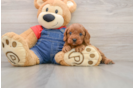 Cavapoo Puppy for Adoption