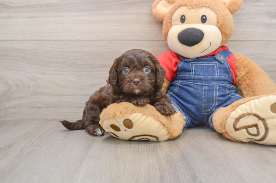CALVIN, a Cavapoo littermate