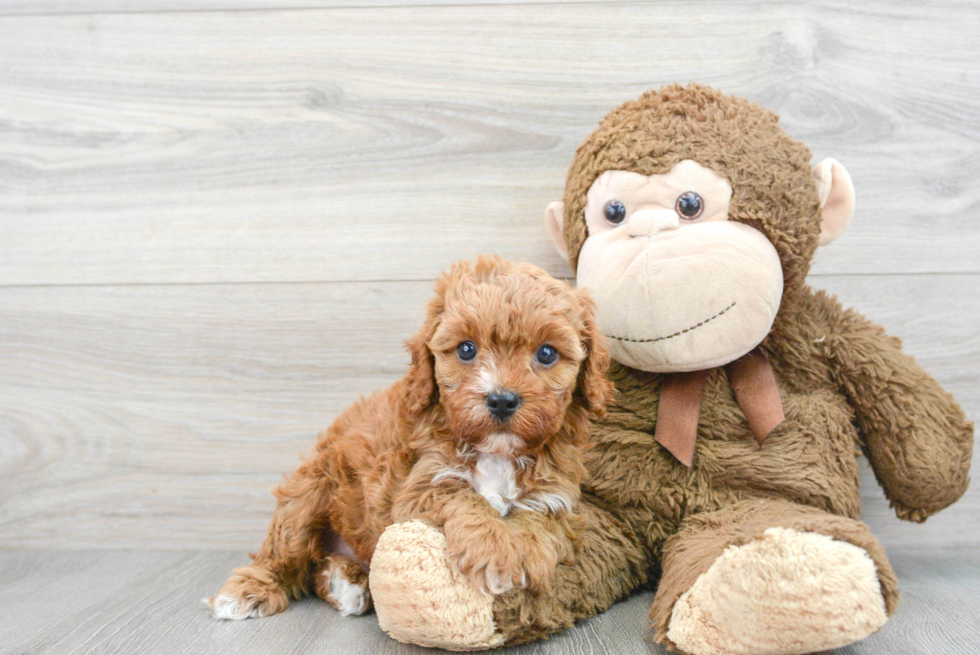 Little Cavoodle Poodle Mix Puppy