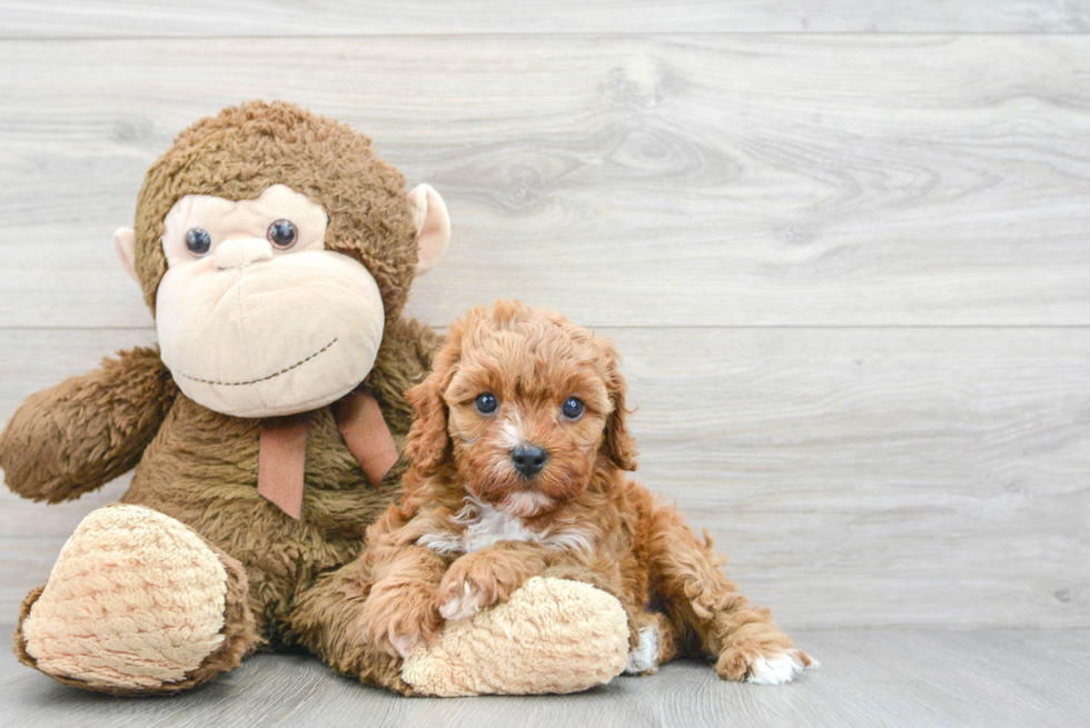 Sweet Cavapoo Baby