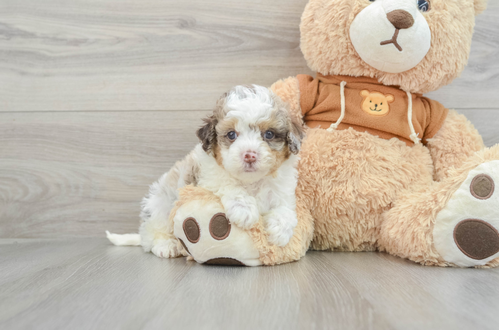 9 week old Cavapoo Puppy For Sale - Windy City Pups