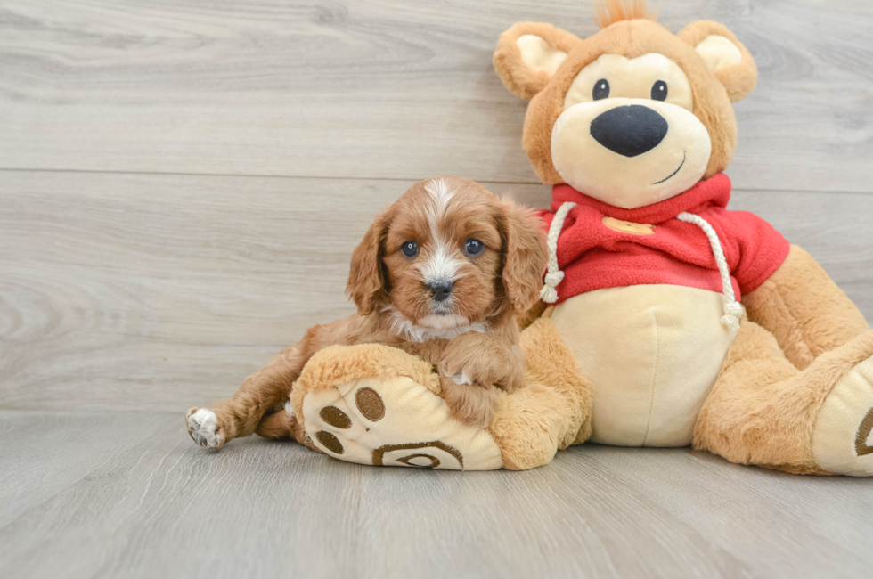 5 week old Cavapoo Puppy For Sale - Windy City Pups