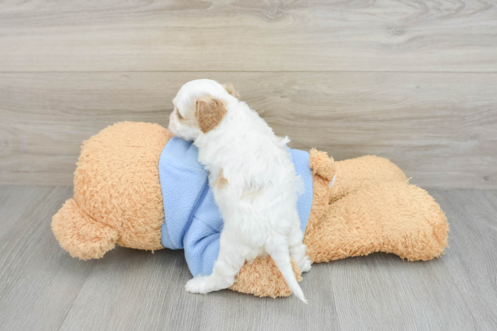 Cavapoo Pup Being Cute