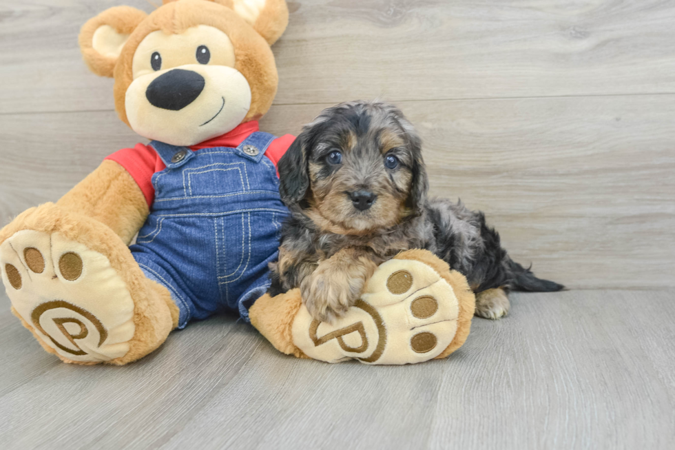 Cavapoo Puppy for Adoption