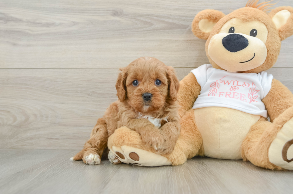 7 week old Cavapoo Puppy For Sale - Windy City Pups