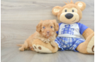 Cavapoo Pup Being Cute