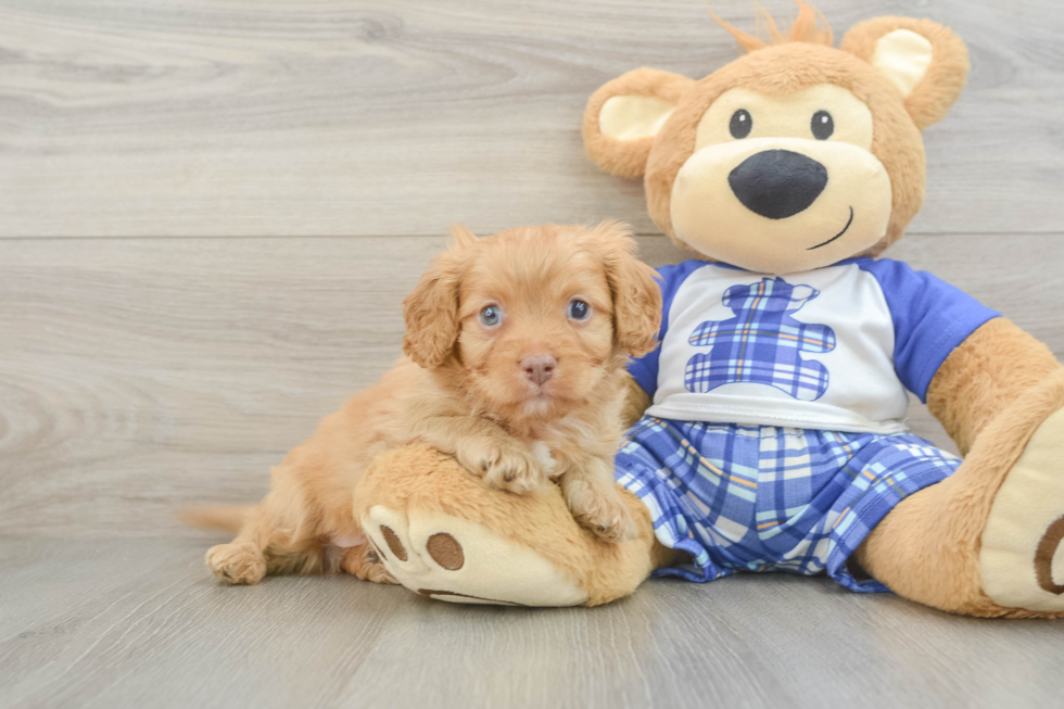 Cavapoo Pup Being Cute