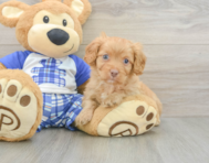 8 week old Cavapoo Puppy For Sale - Windy City Pups