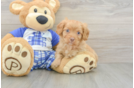 Playful Cavapoodle Poodle Mix Puppy