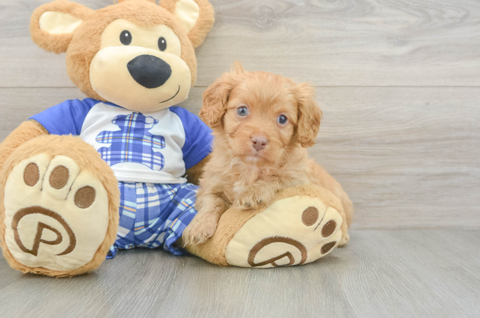 5 week old Cavapoo Puppy For Sale - Windy City Pups