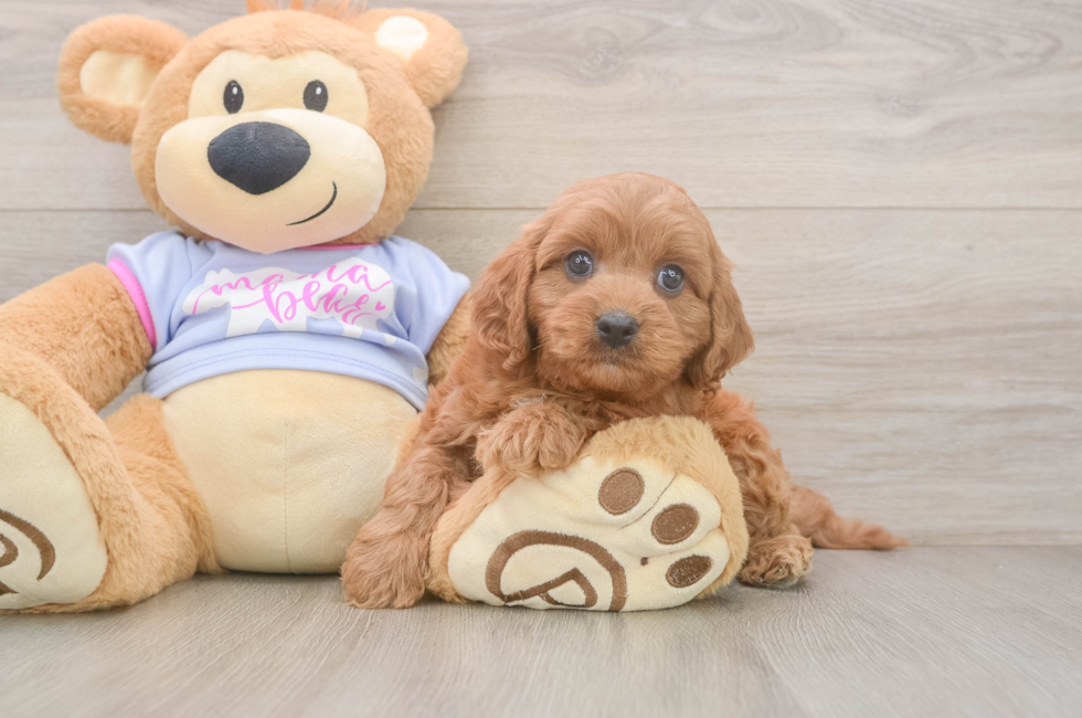 7 week old Cavapoo Puppy For Sale - Windy City Pups