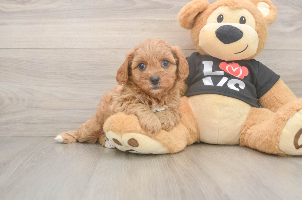 6 week old Cavapoo Puppy For Sale - Windy City Pups