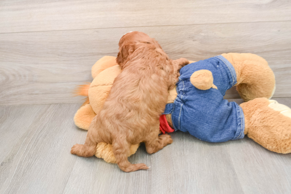 Cavapoo Puppy for Adoption