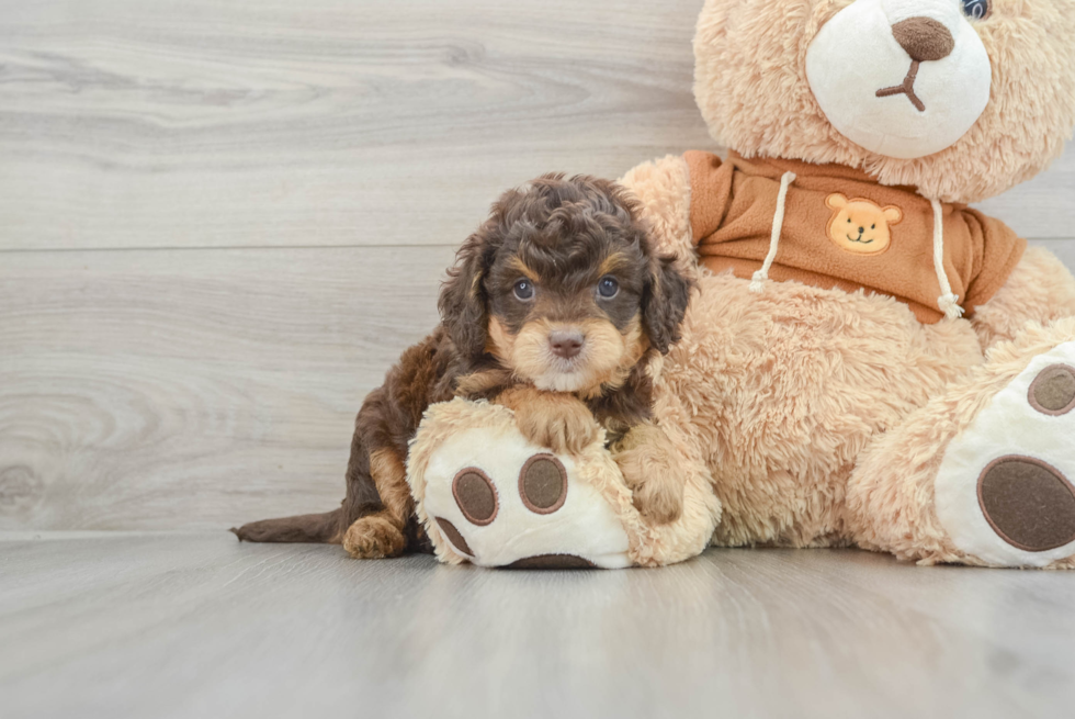 Best Cavapoo Baby