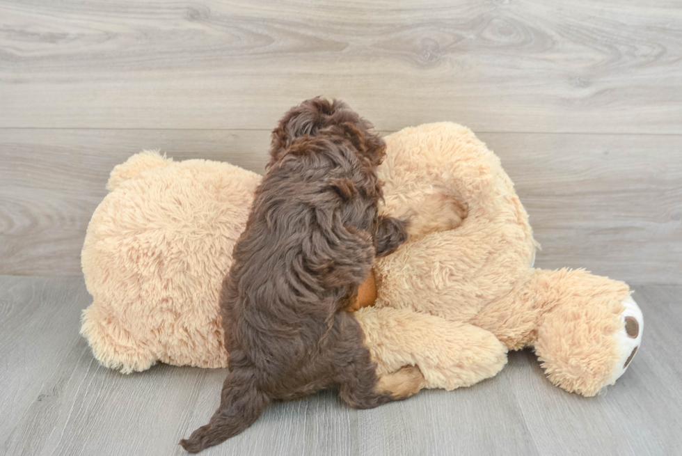 Cavapoo Pup Being Cute