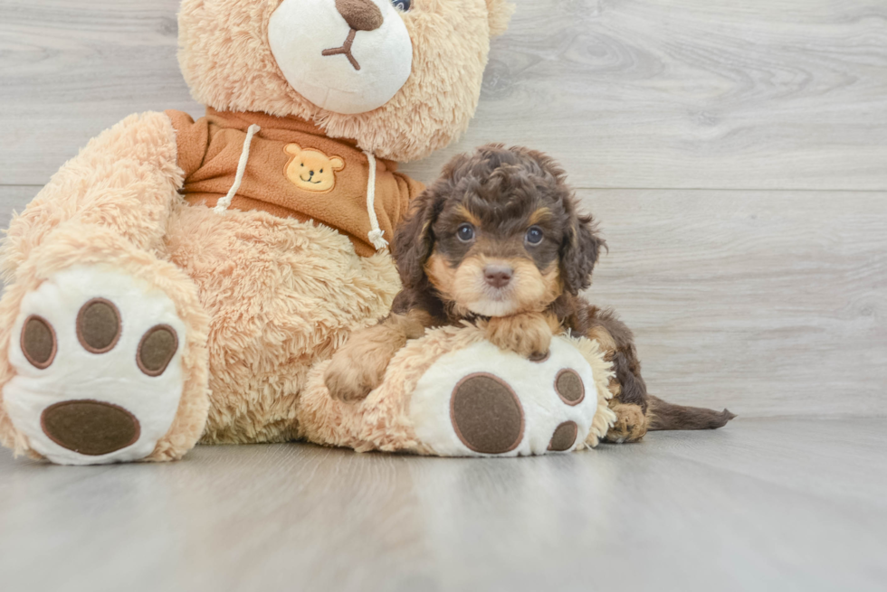 Petite Cavapoo Poodle Mix Pup