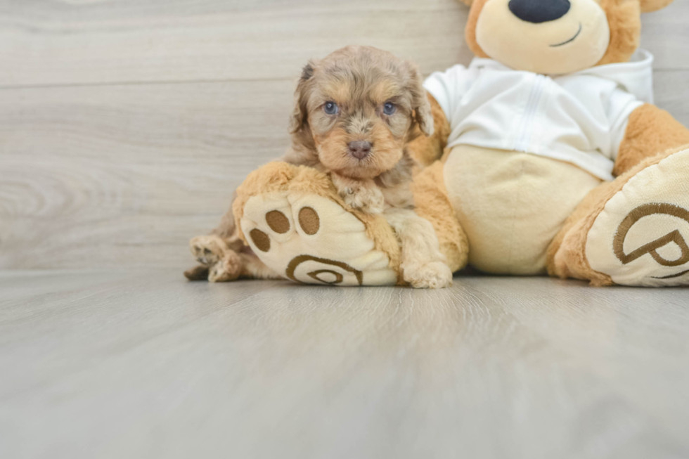 Cavapoo Pup Being Cute