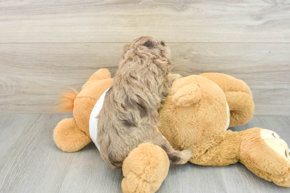 Petite Cavapoo Poodle Mix Pup