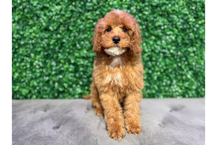 Cute Cavoodle Poodle Mix Puppy