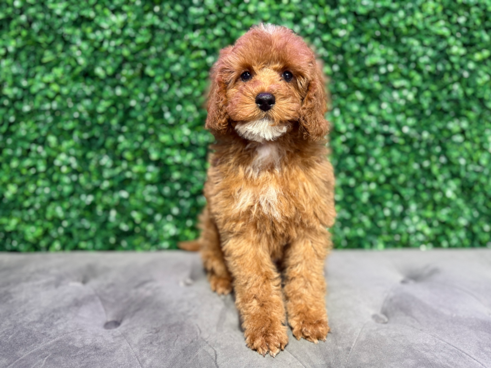 Cute Cavoodle Poodle Mix Puppy