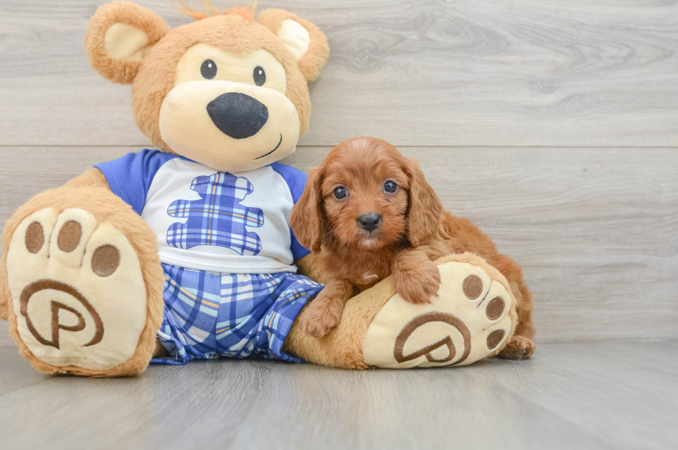 6 week old Cavapoo Puppy For Sale - Windy City Pups