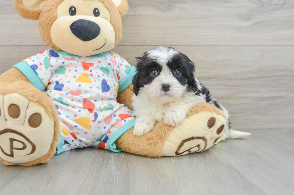 6 week old Cavapoo Puppy For Sale - Windy City Pups